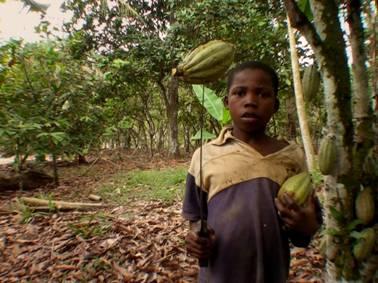 Boy holding Cocoa plant