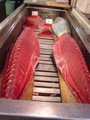 It is not advisable to eat Bluefin Tuna. Photo by tokyofoodcast.