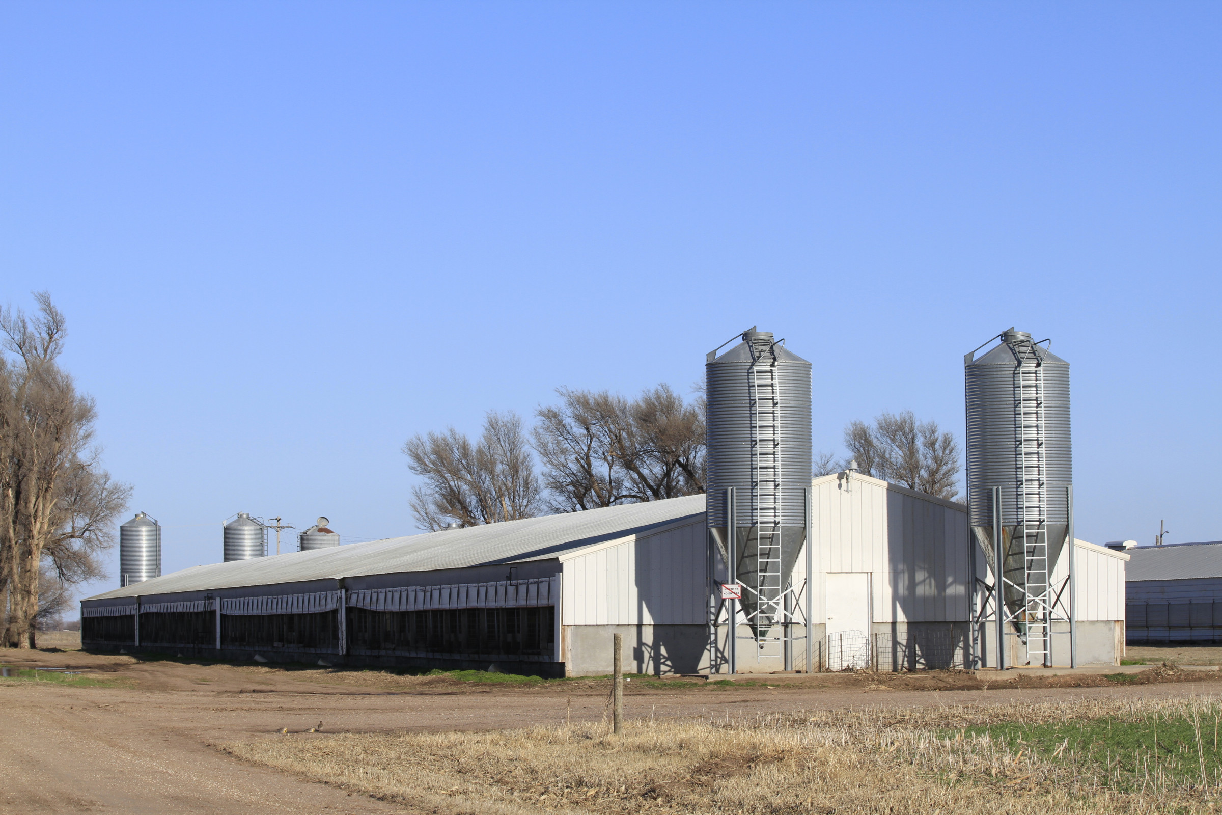 Photo of a large livestock barn with grain silos